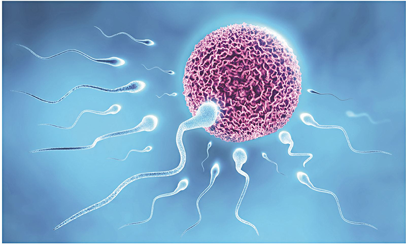 Đứt gãy tinh trùng sẽ ảnh hưởng tới sức khỏe sinh sản của nam giới