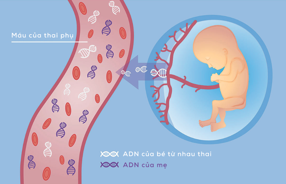 Xét nghiệm NIPT dựa vào ADN tự do trong máu mẹ  (cfDNA) cho kết quả chính xác cao