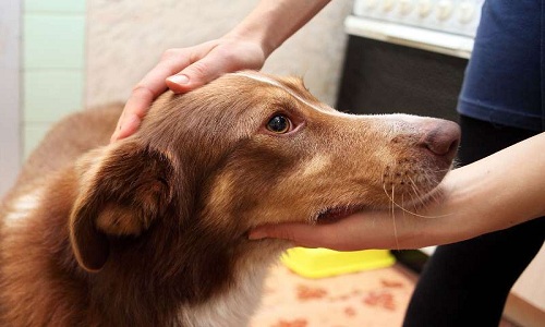Nhiễm giun đũa chó mèo, cách phòng ngừa từ Bệnh viện đa khoa MEDLATEC