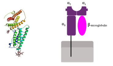 Cấu trúc phân tử Beta2-microglobulin
