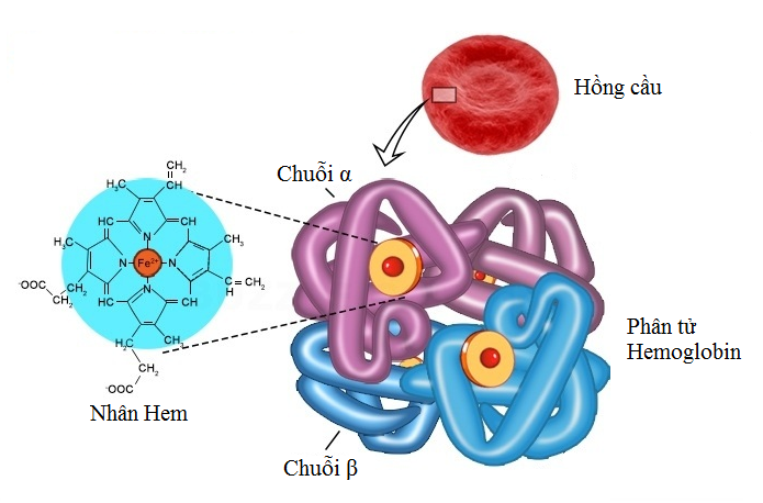 Cấu trúc phân tử hemoglobin
