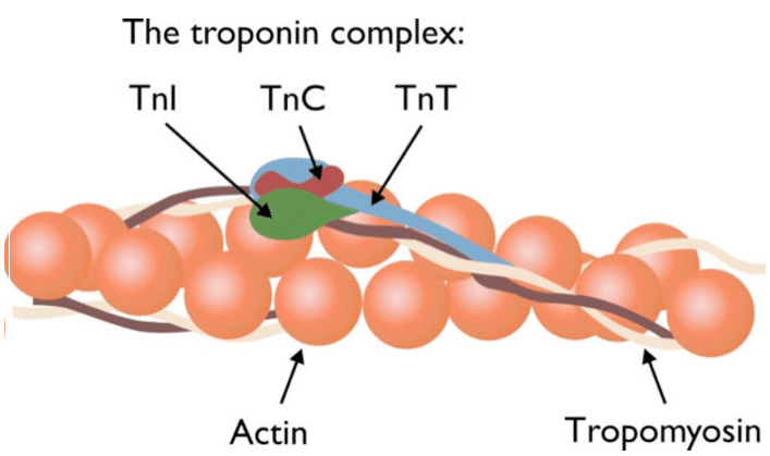 Cấu trúc của phức hợp Troponin trong tế bào cơ.