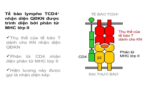 Cơ chế nhận biết kháng nguyên tế bào CD4