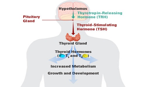 Hình ảnh hormon tuyến giáp