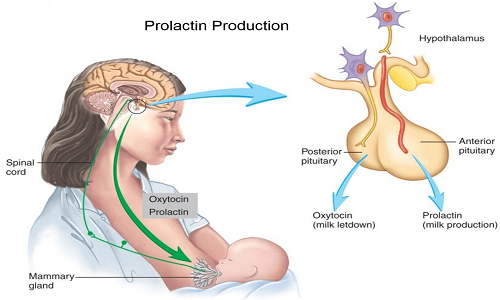 Kích thích prolactin làm tăng tiết lượng sữa ở tuyến vú