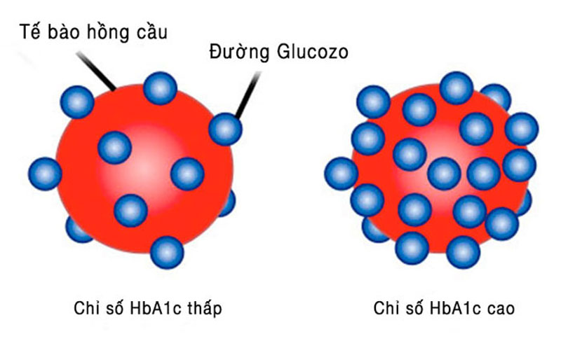 Mô tả liên kết giữa Hemoglobin và glucose