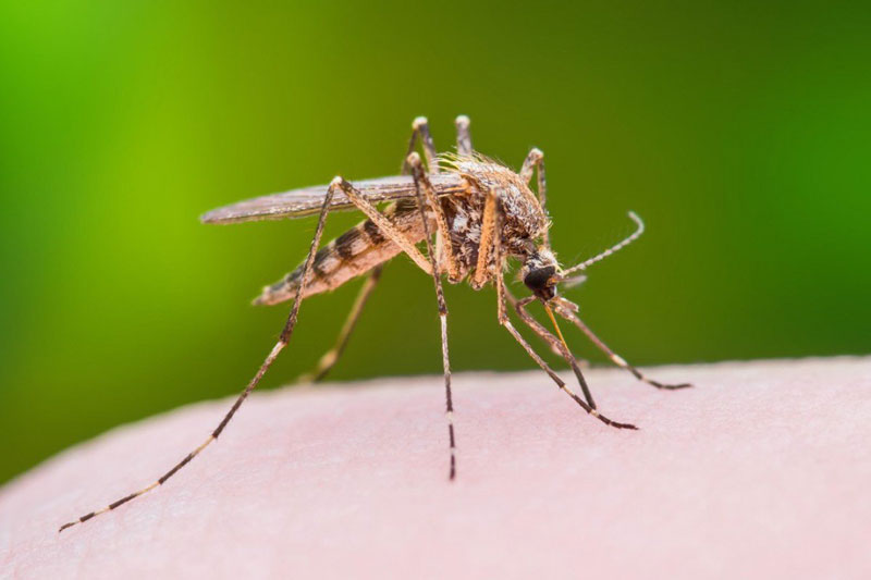 Muỗi là vật trung gian lây truyền virus viêm não Nhật Bản