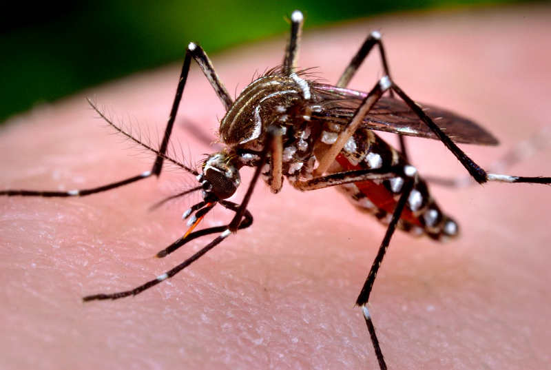 Muỗi vằn - trung gian truyền bệnh sốt xuất huyết sinh sôi, phát triển trong thời tiết nóng ẩm