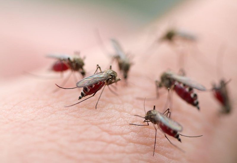 Muỗi vằn Aedes aegypi - vật trung gian truyền bệnh sốt xuất huyết sinh sôi, phát triển.