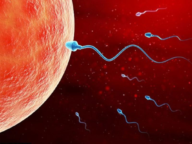 Phương pháp IUI giúp tăng số lượng tinh trùng tiếp xúc gần trứng hơn