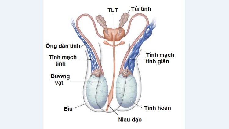 Hình ảnh tinh hoàn và các bộ phận tại cơ quan sinh dục nam