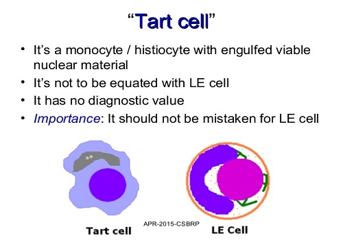 Sự khác nhau giữa tế bào LE và tế bào Tart
