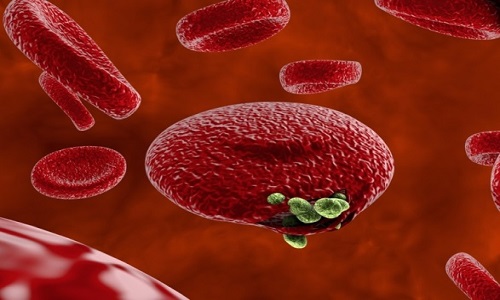 Tế bào hồng cầu bị nhiễm Plasmodium gây sốt rét