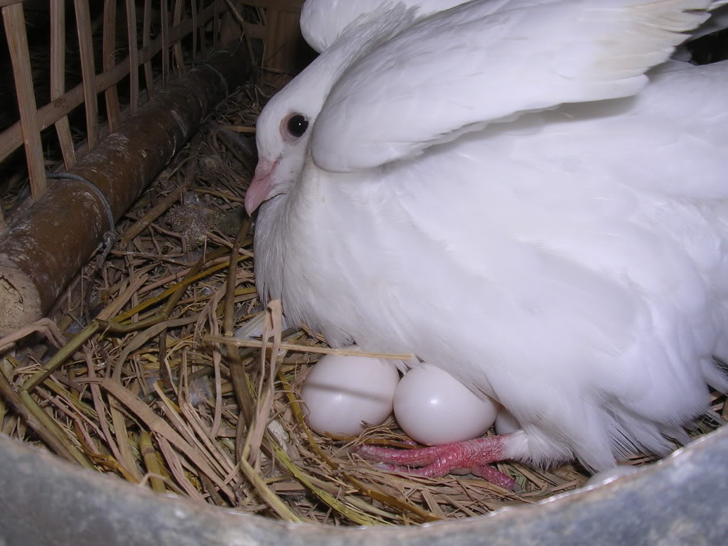Trứng chim bồ câu bổ thận dưỡng tâm
