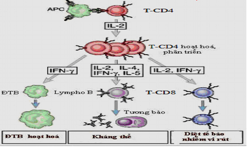 Vai trò của CD4 trong điều hòa miễn dịch