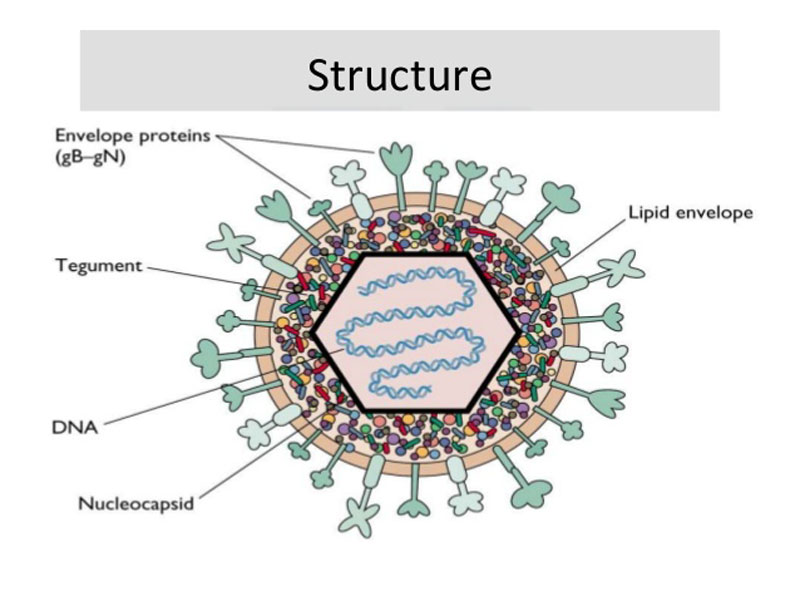 Virus HSV gây bệnh mụn rộp ở người