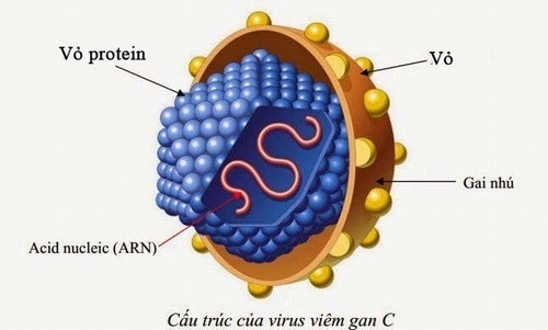 virus viêm gan C cần được phát hiện và điều trị kịp thời