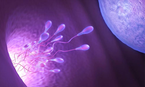 Thụ tinh nhân tạo - Bơm tinh trùng vào tử cung