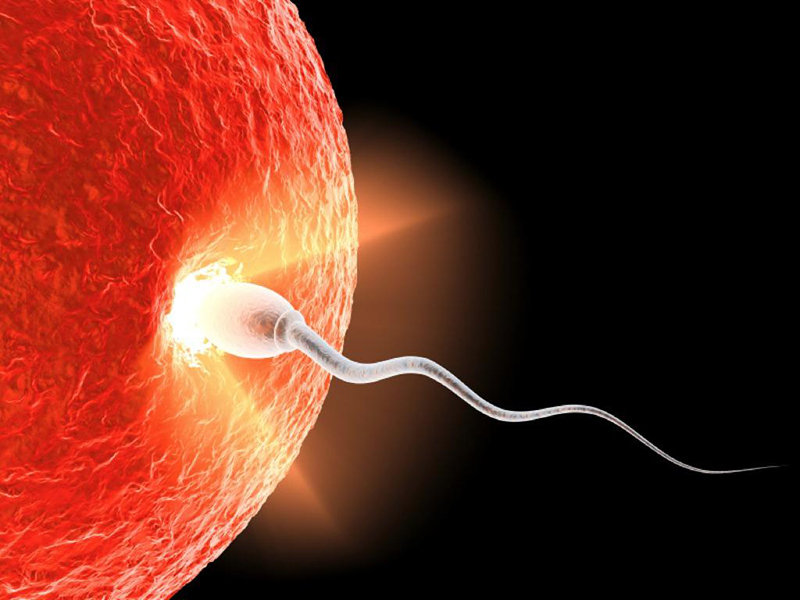 Thực hiện thụ tinh nhân tạo bằng cách bơm tinh trùng vào tử cung của người nữ