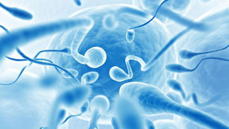 Xác suất thành công của bơm tinh trùng IUI phụ thuộc nhiều vào chất lượng tinh trùng