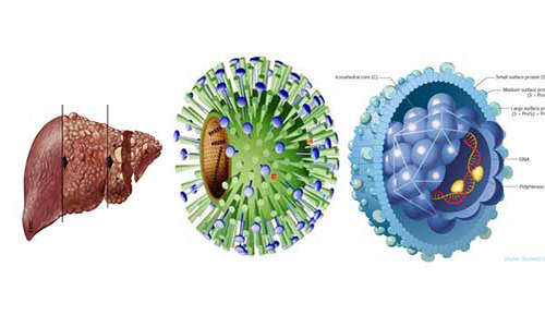 virus HBV gây viêm gan B