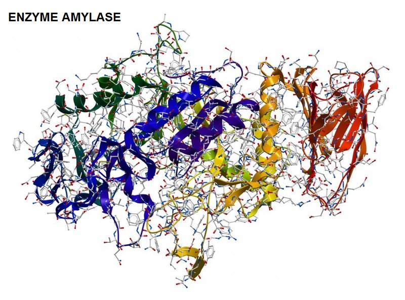 Amylase là enzyme do tuyến tụy sản xuất