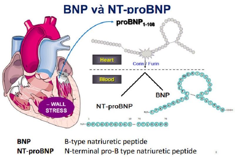NT-proBNP được giải phóng từ tâm thất của người bình thường