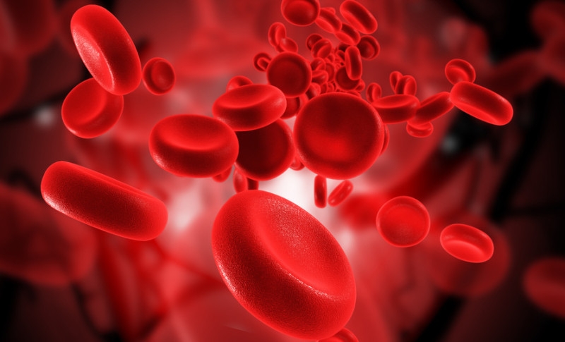 Nếu không truyền đúng máu tương thích, kháng thể sẽ phá hủy những tế bào hồng cầu