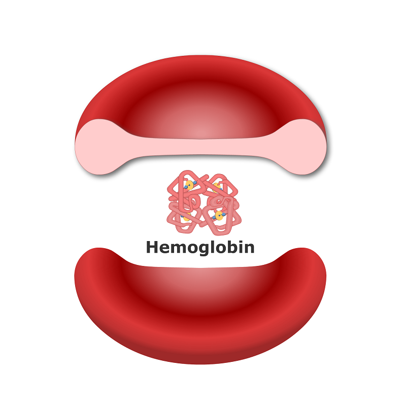Hemoglobin là protein có trong hồng cầu của người