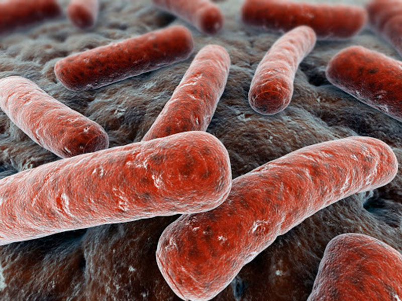 Vi khuẩn Mycobacterium tuberculosis gây bệnh lao