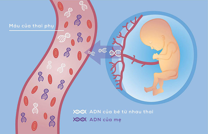 Trong suốt thời gian thai kỳ diễn ra, các ADN tự do của thai nhi liên tục di chuyển vào máu của người mẹ