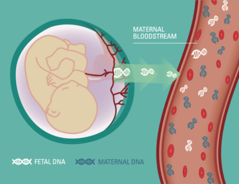 ADN tự do thai nhi tồn tại ổn định trong máu mẹ