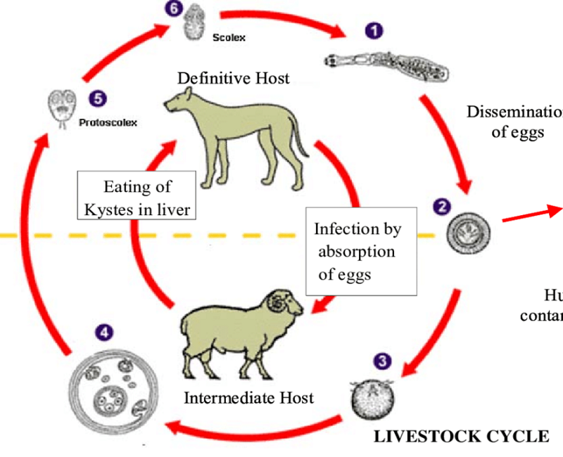 Sán chó - hay còn được gọi với tên quốc tế là Echinococcus