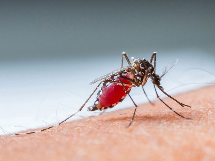 Người bệnh khi nhiễm phải virus Dengue sẽ dẫn đến bệnh sốt xuất huyết