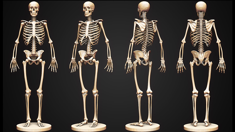 Bộ xương người gồm 206 chiếc xương được nối với nhau bởi các mô sụn