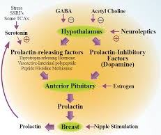 Ý nghĩa xét nghiệm prolactin