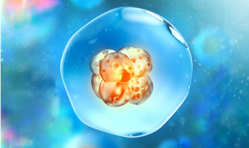Quá trình chuyển phôi là gì trong quy trình thụ tinh trong ống nghiệm (IVF)?
