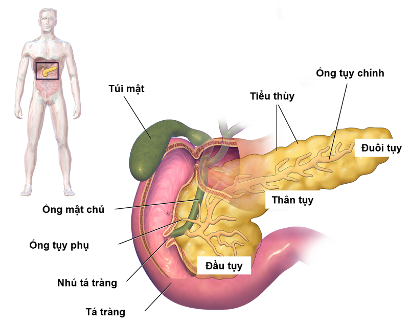 7. Cách phòng ngừa U Bóng Vater