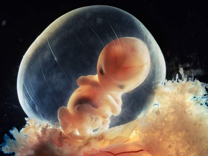 Bác sĩ giải thích chi tiết các giai đoạn phát triển của thai nhi