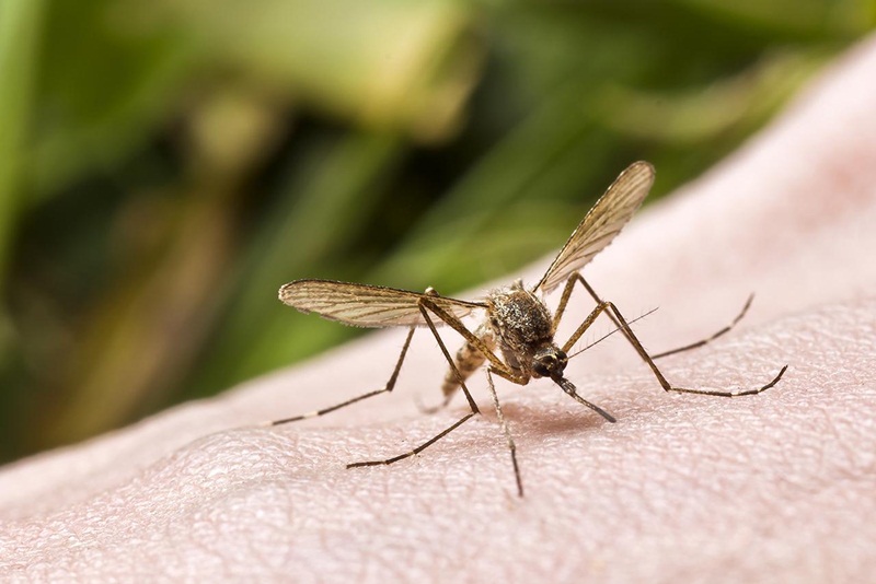 Cách nhận biết 3 mức độ của bệnh sốt xuất huyết dengue và điều trị hiệu quả