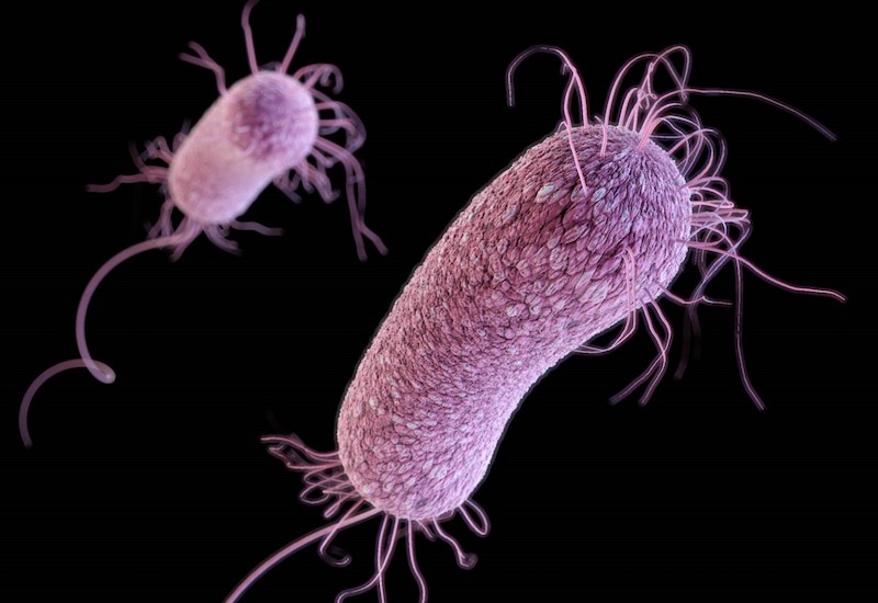 Pseudomonas aeruginosa là vi khuẩn gây bệnh gì?
