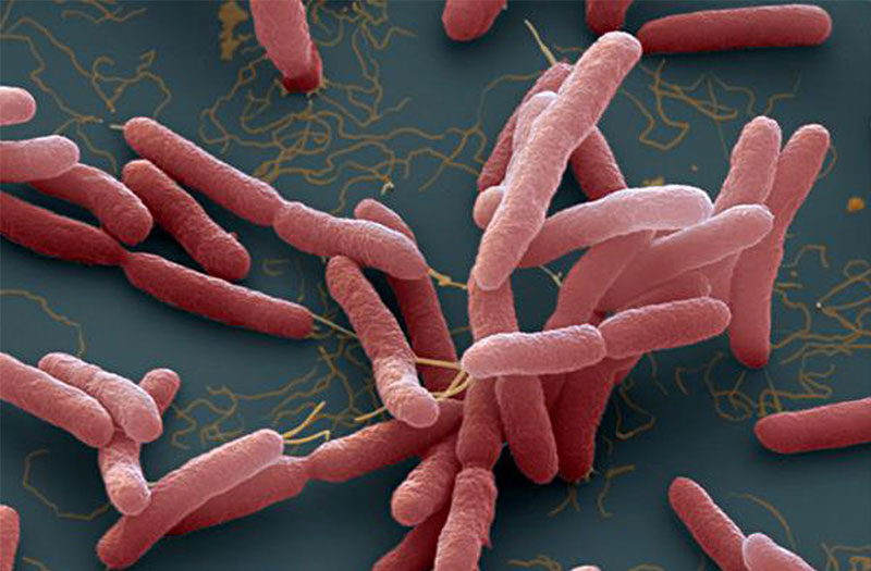 Vi khuẩn ăn thịt người lây lan như thế nào?
