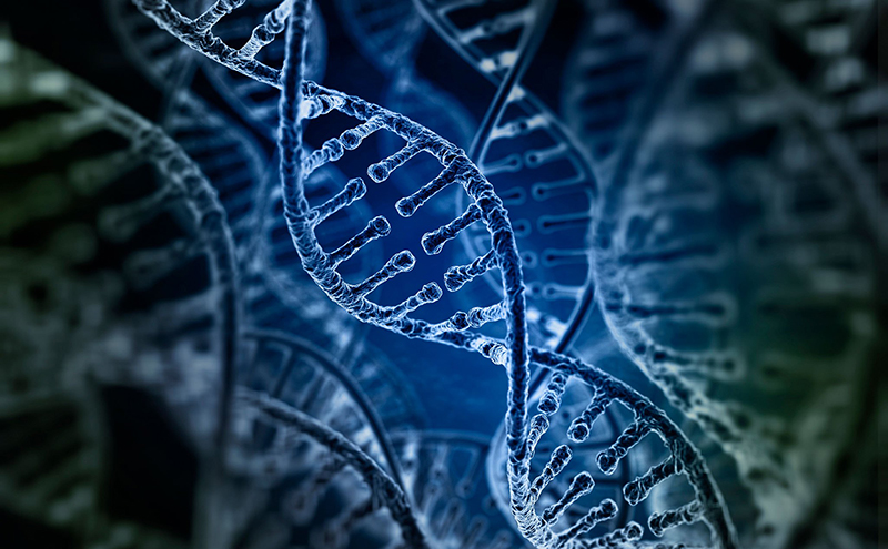 Làm thế nào để gen được nhân bản trong quá trình sao chép ADN?
