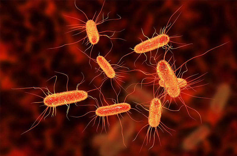 Điều trị E.coli dựa trên nguyên tắc nào?
