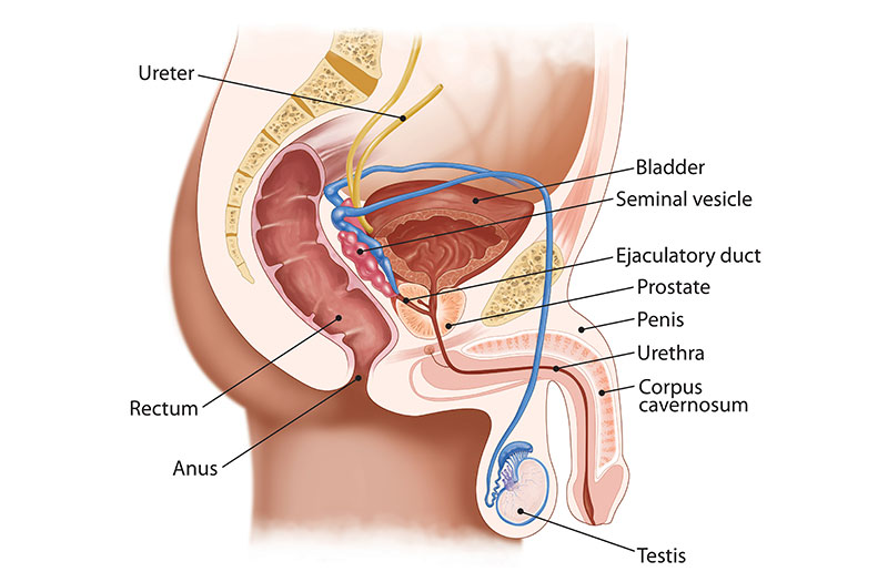 Nguyên nhân gây ra viêm nhiễm tuyến tiền liệt?
