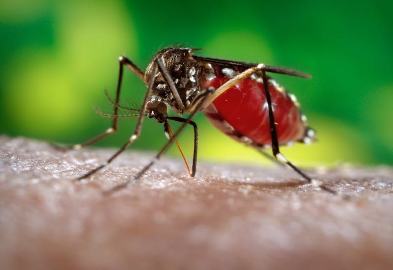 Làm thế nào để phòng ngừa và kiểm soát bệnh sốt xuất huyết?
