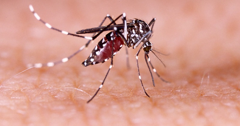 Muỗi Aedes aegypti hoạt động vào thời gian nào trong ngày và vì sao chỉ muỗi cái mới đốt người và truyền bệnh?
