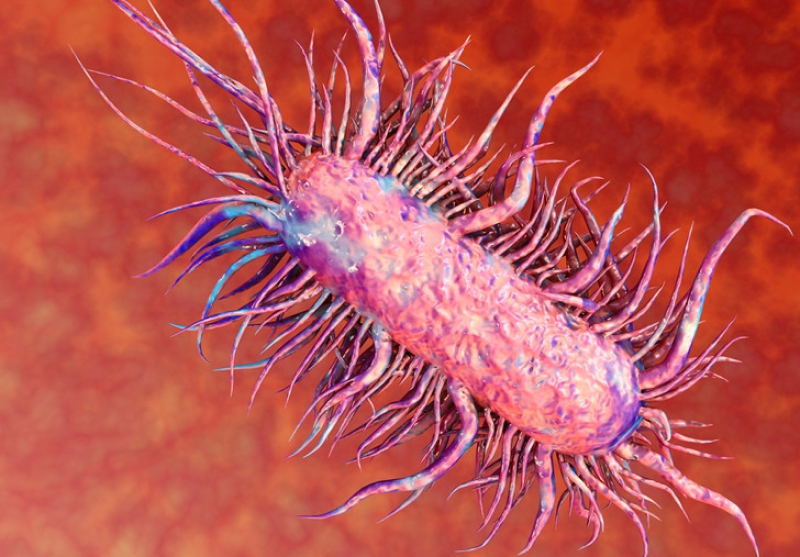 Triệu chứng tiêu chảy do vi khuẩn E.coli ở gà ra sao?
