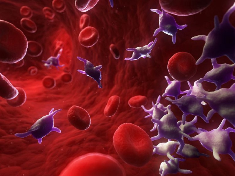Độ tập trung tiểu cầu có ảnh hưởng đến quá trình đông máu và cầm máu của cơ thể không?