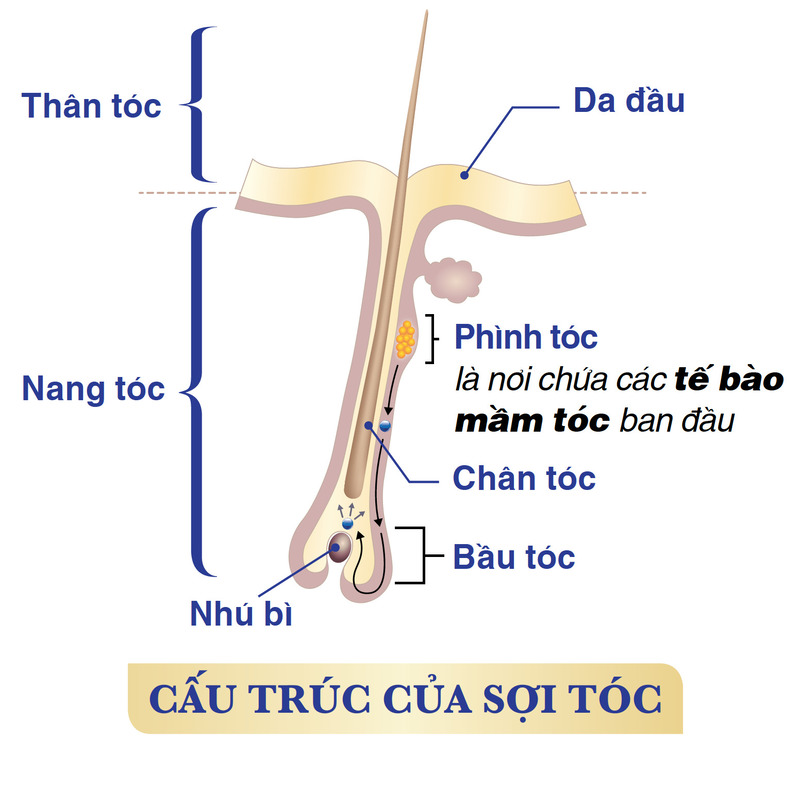 Tóc nhổ cần tuân thủ những nguyên tắc gì khi lấy mẫu để đảm bảo tính chính xác của xét nghiệm?
